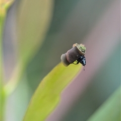 Euops sp. (genus) at Holder, ACT - 9 Dec 2024