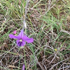 Arthropodium fimbriatum (Nodding Chocolate Lily) at Lower Borough, NSW - 6 Dec 2024 by mcleana