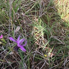 Arthropodium fimbriatum at Lower Borough, NSW - 7 Dec 2024 08:44 AM