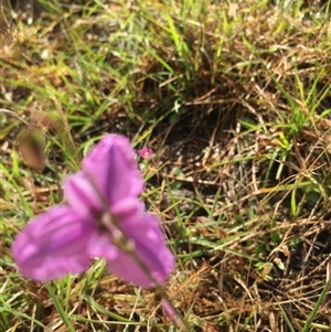 Arthropodium fimbriatum at Lower Borough, NSW - 7 Dec 2024 08:44 AM