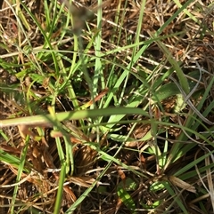 Arthropodium fimbriatum at Lower Borough, NSW - 7 Dec 2024 08:44 AM