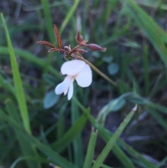 Grona varians (Slender Tick-Trefoil) at Lower Borough, NSW - 8 Dec 2024 by mcleana