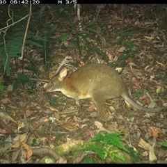 Thylogale thetis (Red-necked Pademelon) at Lorne, NSW - 30 Nov 2024 by Butlinz