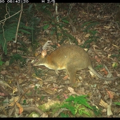 Thylogale thetis at Lorne, NSW - 30 Nov 2024 06:42 AM