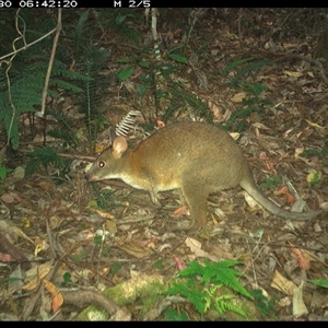 Thylogale thetis at Lorne, NSW - 30 Nov 2024 06:42 AM