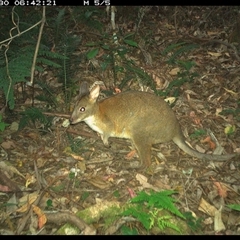 Thylogale thetis at Lorne, NSW - 30 Nov 2024 06:42 AM