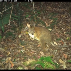 Thylogale thetis at Lorne, NSW - 30 Nov 2024 06:42 AM