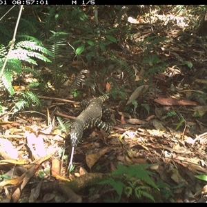 Varanus varius at Lorne, NSW - 1 Dec 2024