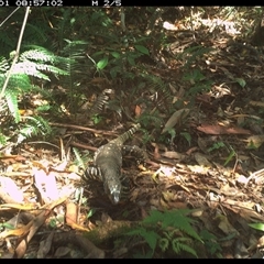 Varanus varius at Lorne, NSW - suppressed