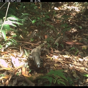 Varanus varius at Lorne, NSW - 1 Dec 2024