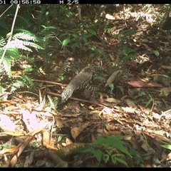 Varanus varius at Lorne, NSW - 1 Dec 2024