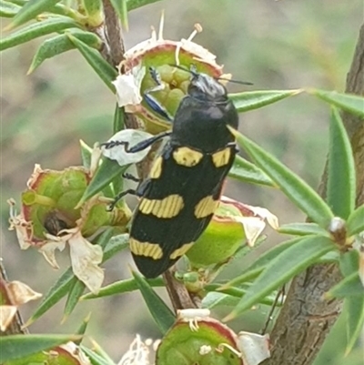 Castiarina australasiae (A jewel beetle) at Uriarra Village, ACT - 5 Dec 2024 by gregbaines