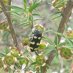 Castiarina australasiae at Uriarra Village, ACT - 6 Dec 2024 10:32 AM