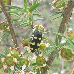 Castiarina australasiae at Uriarra Village, ACT - 6 Dec 2024 10:32 AM