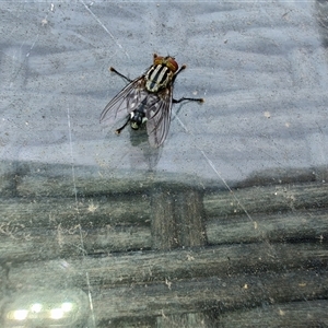 Sarcophaga sp. (genus) at Greenleigh, NSW by LyndalT