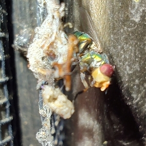 Calliphoridae (family) at Greenleigh, NSW by LyndalT