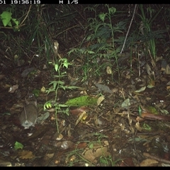 Unidentified Mammal at Lorne, NSW - 1 Dec 2024 by Butlinz