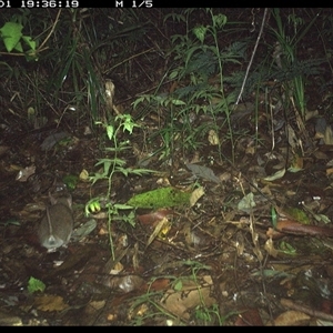 Perameles nasuta at Lorne, NSW - 1 Dec 2024 07:36 PM