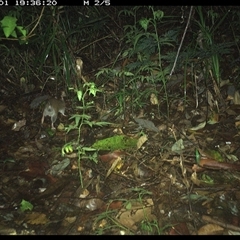 Perameles nasuta at Lorne, NSW - 1 Dec 2024 07:36 PM