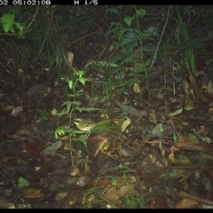 Neosericornis citreogularis (Yellow-throated Scrubwren) at Lorne, NSW - 2 Dec 2024 by Butlinz