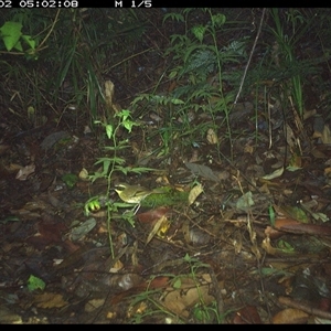 Neosericornis citreogularis (Yellow-throated Scrubwren) at Lorne, NSW by Butlinz