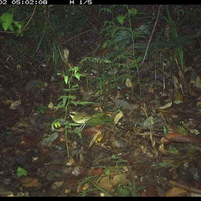 Unidentified Bird at Lorne, NSW - 1 Dec 2024 by Butlinz