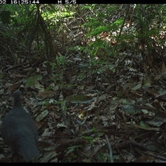 Leucosarcia melanoleuca (Wonga Pigeon) at Lorne, NSW - 2 Dec 2024 by Butlinz