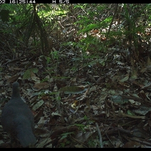 Leucosarcia melanoleuca (Wonga Pigeon) at Lorne, NSW by Butlinz