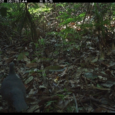 Leucosarcia melanoleuca (Wonga Pigeon) at Lorne, NSW - 2 Dec 2024 by Butlinz