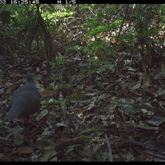 Leucosarcia melanoleuca at Lorne, NSW - 2 Dec 2024