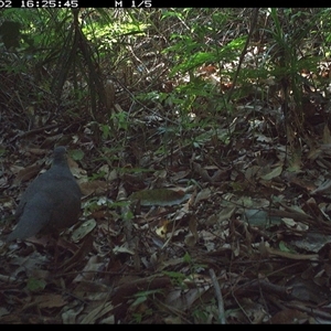 Leucosarcia melanoleuca at Lorne, NSW - 2 Dec 2024 04:25 PM