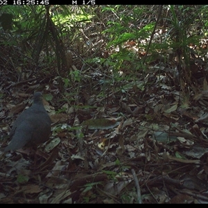 Leucosarcia melanoleuca at Lorne, NSW - 2 Dec 2024