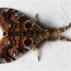 Orgyia anartoides (Painted Apple Moth) at Rosedale, NSW - 8 Dec 2024 by jb2602