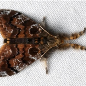 Orgyia anartoides (Painted Apple Moth) at Rosedale, NSW by jb2602