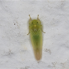 Typhlocybinae (subfamily) (A leafhopper) at Melba, ACT - 6 Dec 2024 by kasiaaus