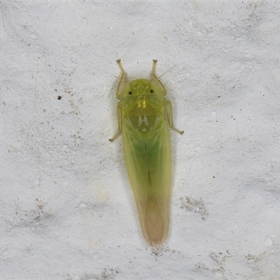 Typhlocybinae (subfamily) (A leafhopper) at Melba, ACT - 6 Dec 2024 by kasiaaus