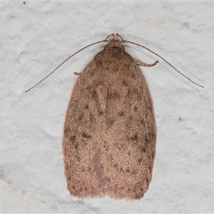 Garrha atripunctatella at Melba, ACT - 6 Dec 2024