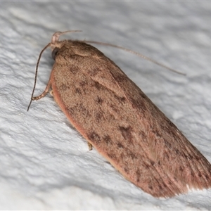 Garrha atripunctatella at Melba, ACT - 6 Dec 2024