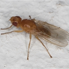 Pyrgotidae sp. (family) (A pyrgotid fly) at Melba, ACT - 8 Dec 2024 by kasiaaus