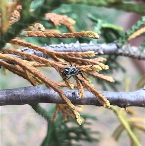 Theseus modestus at Carwoola, NSW - suppressed