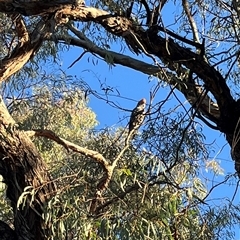 Callocephalon fimbriatum (Gang-gang Cockatoo) at Cook, ACT - 8 Dec 2024 by Jennybach