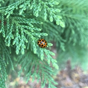 Harmonia conformis (Common Spotted Ladybird) at Carwoola, NSW by AmyT