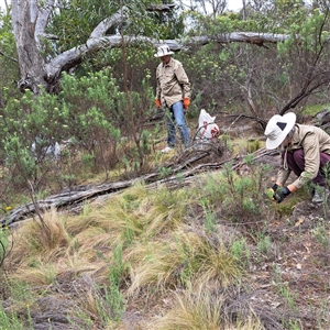 Nassella trichotoma (Serrated Tussock) at Watson, ACT by abread111