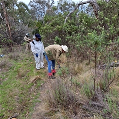 Nassella trichotoma at Watson, ACT - 9 Dec 2024