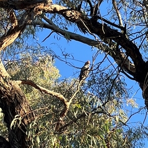 Callocephalon fimbriatum at Cook, ACT - suppressed