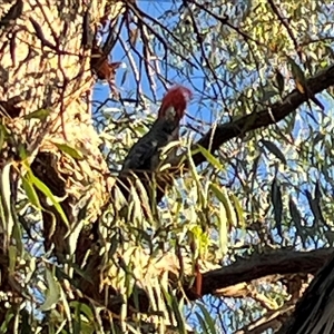 Callocephalon fimbriatum at Cook, ACT - suppressed