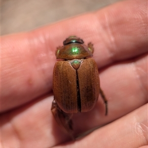 Anoplognathus sp. (genus) at Holder, ACT by Miranda