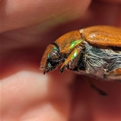 Anoplognathus brunnipennis at Holder, ACT - 8 Dec 2024 11:15 AM