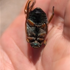 Anoplognathus brunnipennis at Holder, ACT - 8 Dec 2024 11:15 AM