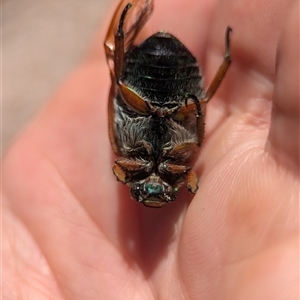 Anoplognathus brunnipennis at Holder, ACT - 8 Dec 2024 11:15 AM